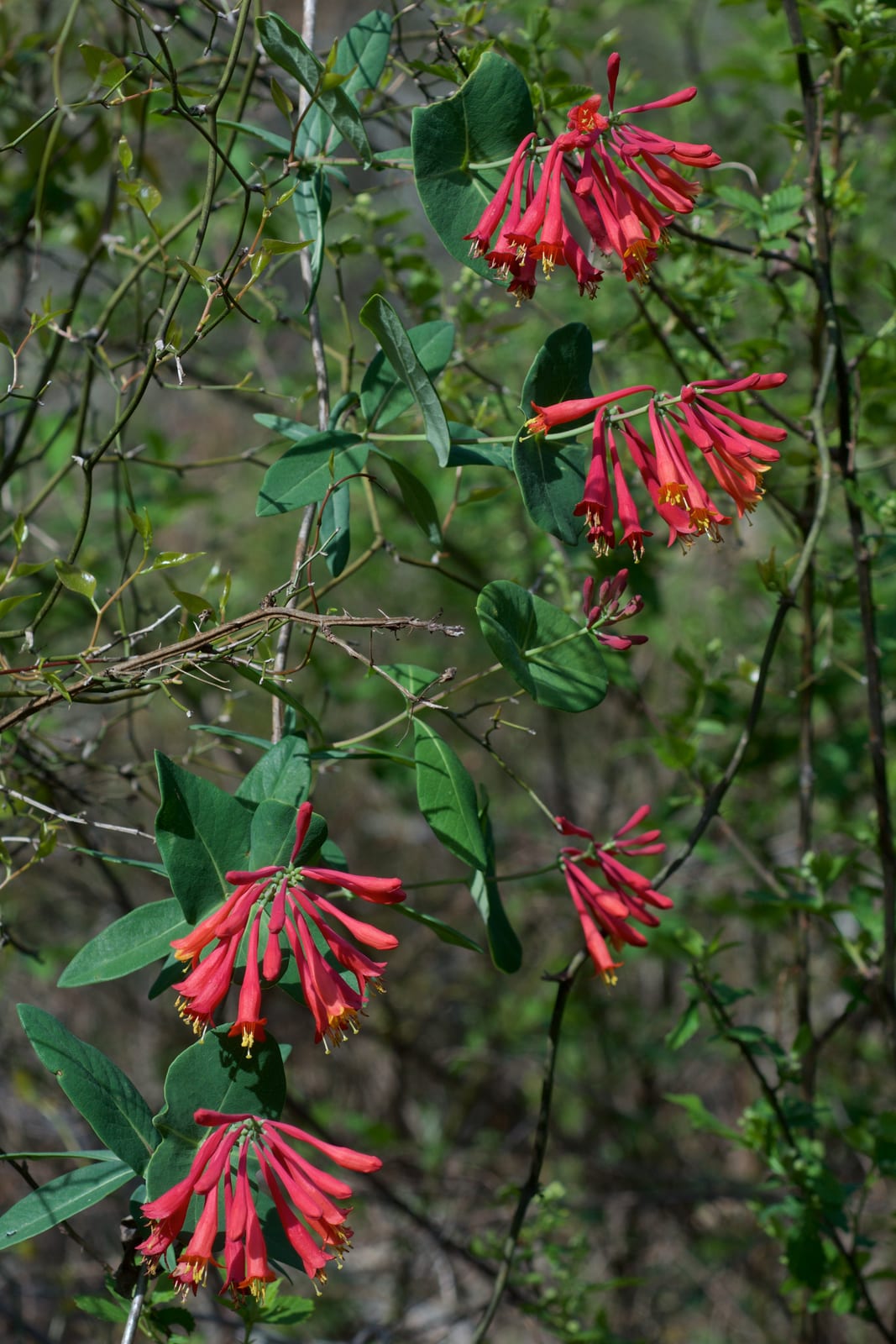 Honeysuckle thumbnail 2
