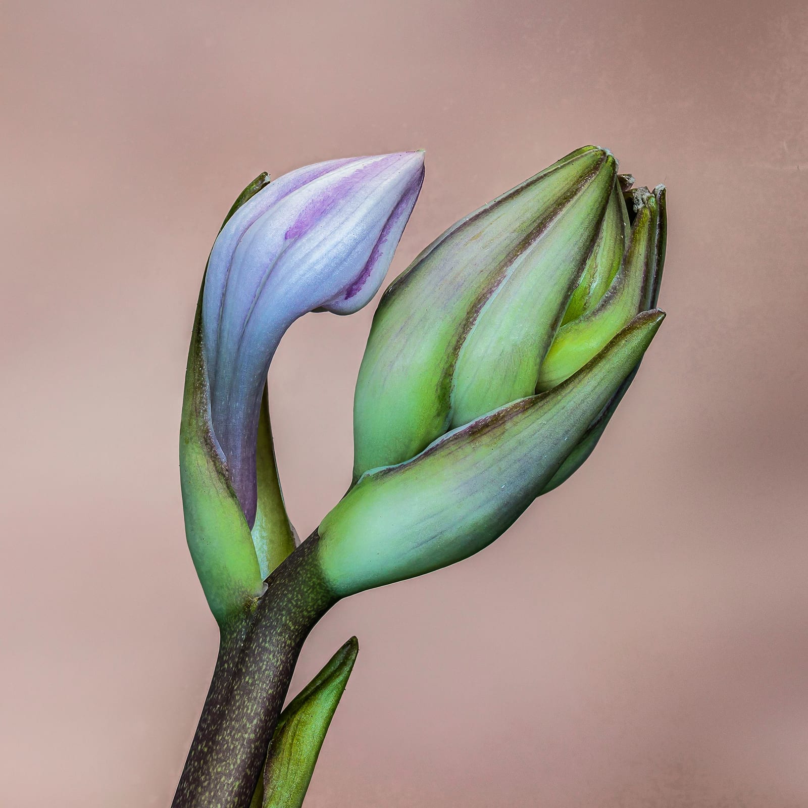 Hosta