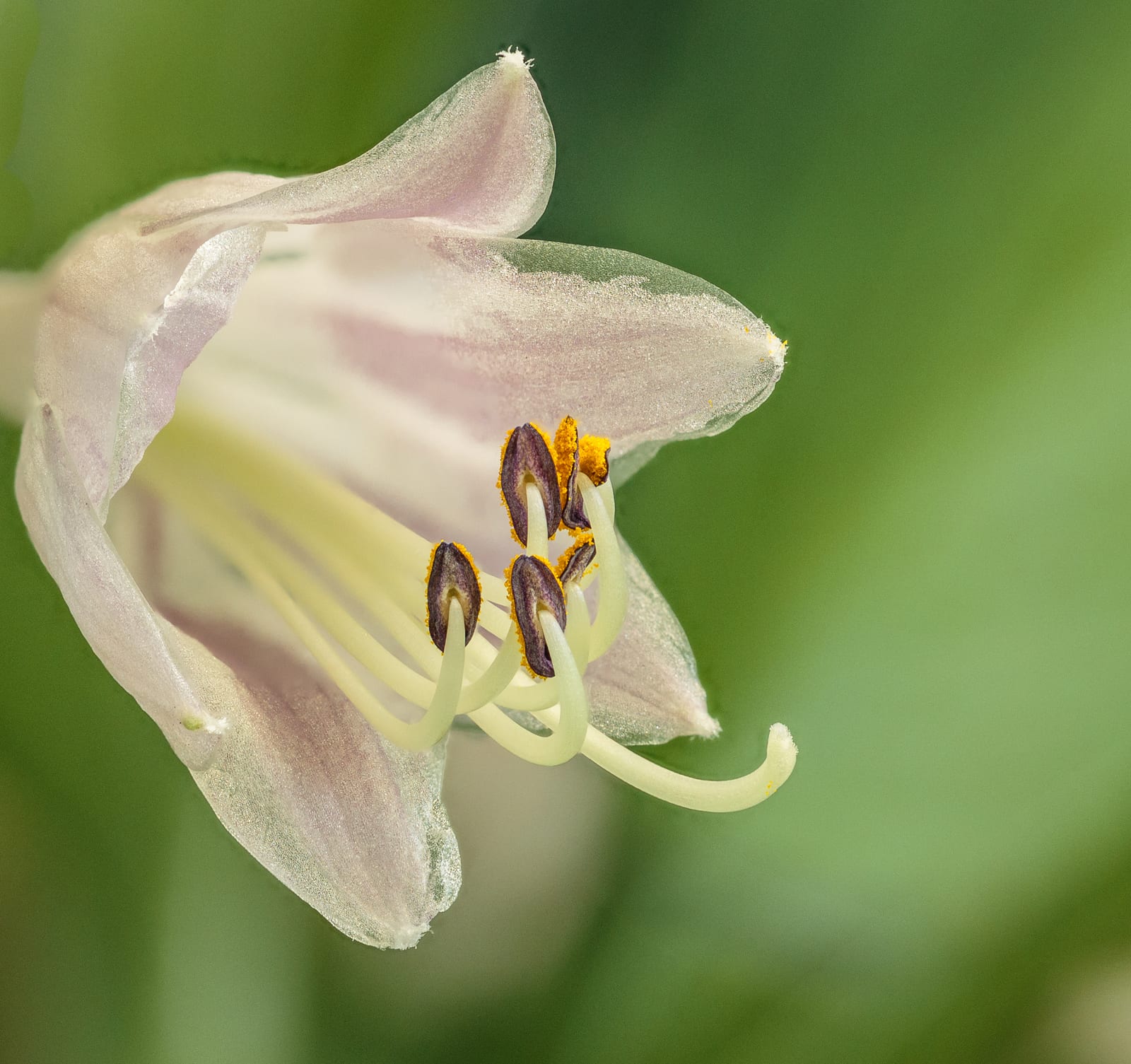 Hosta thumbnail 2