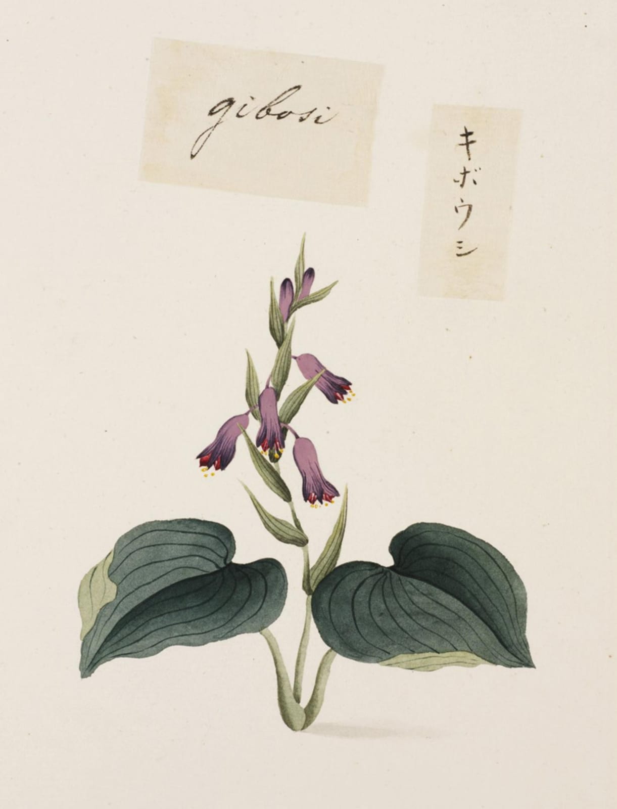 Hosta thumbnail 4