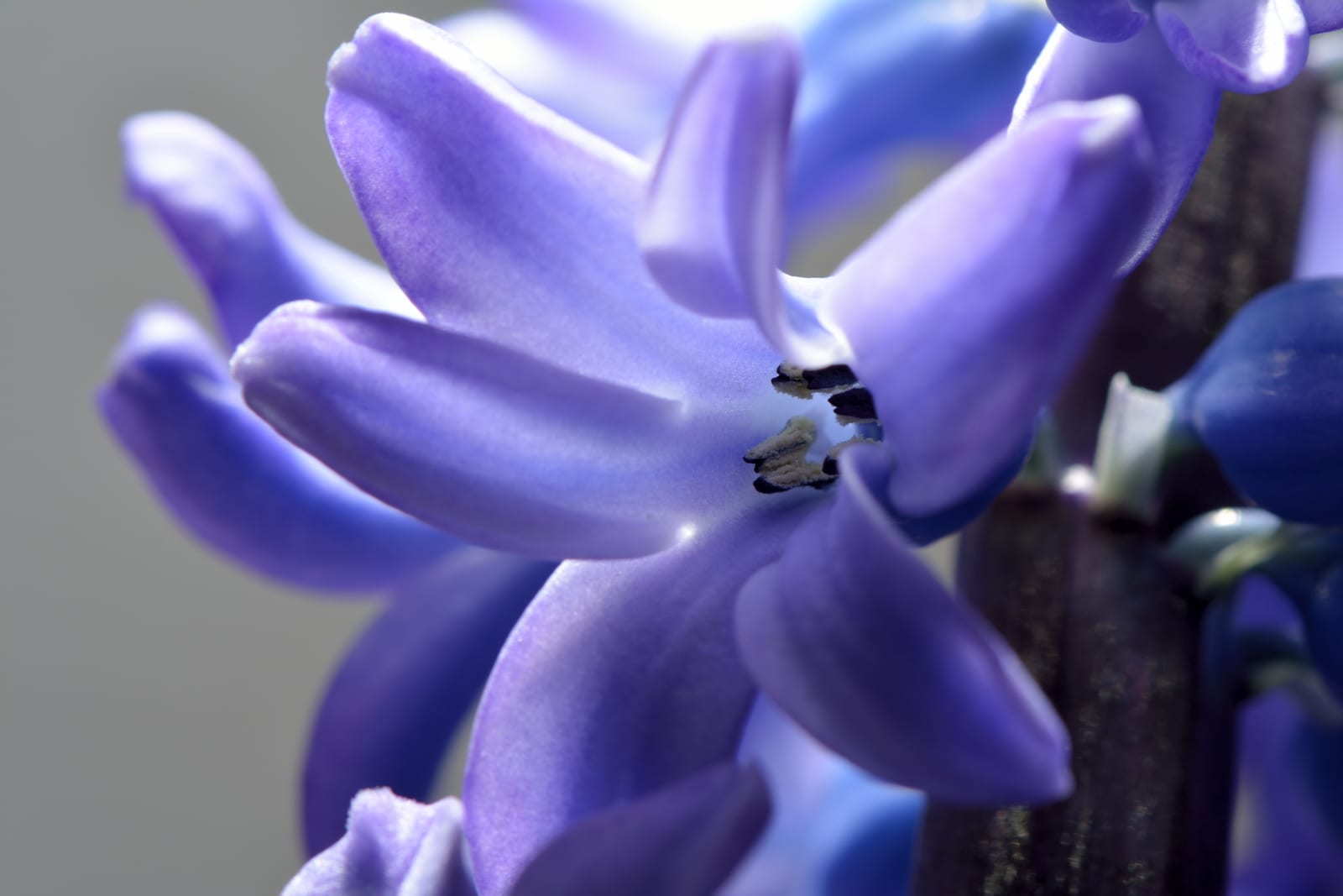 Hyacinth thumbnail 2