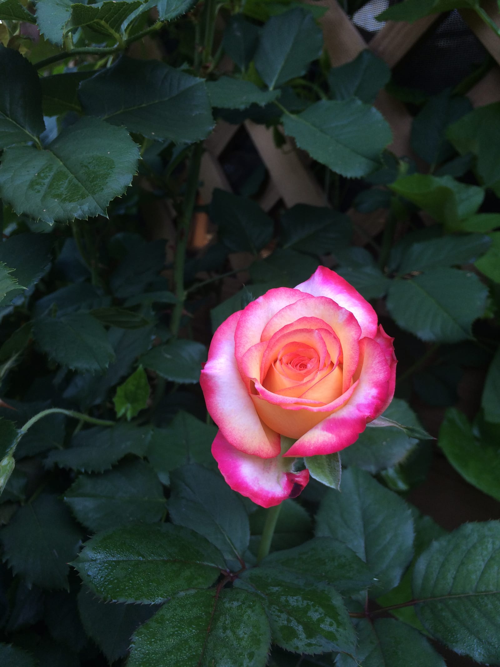 Hybrid Tea Rose
