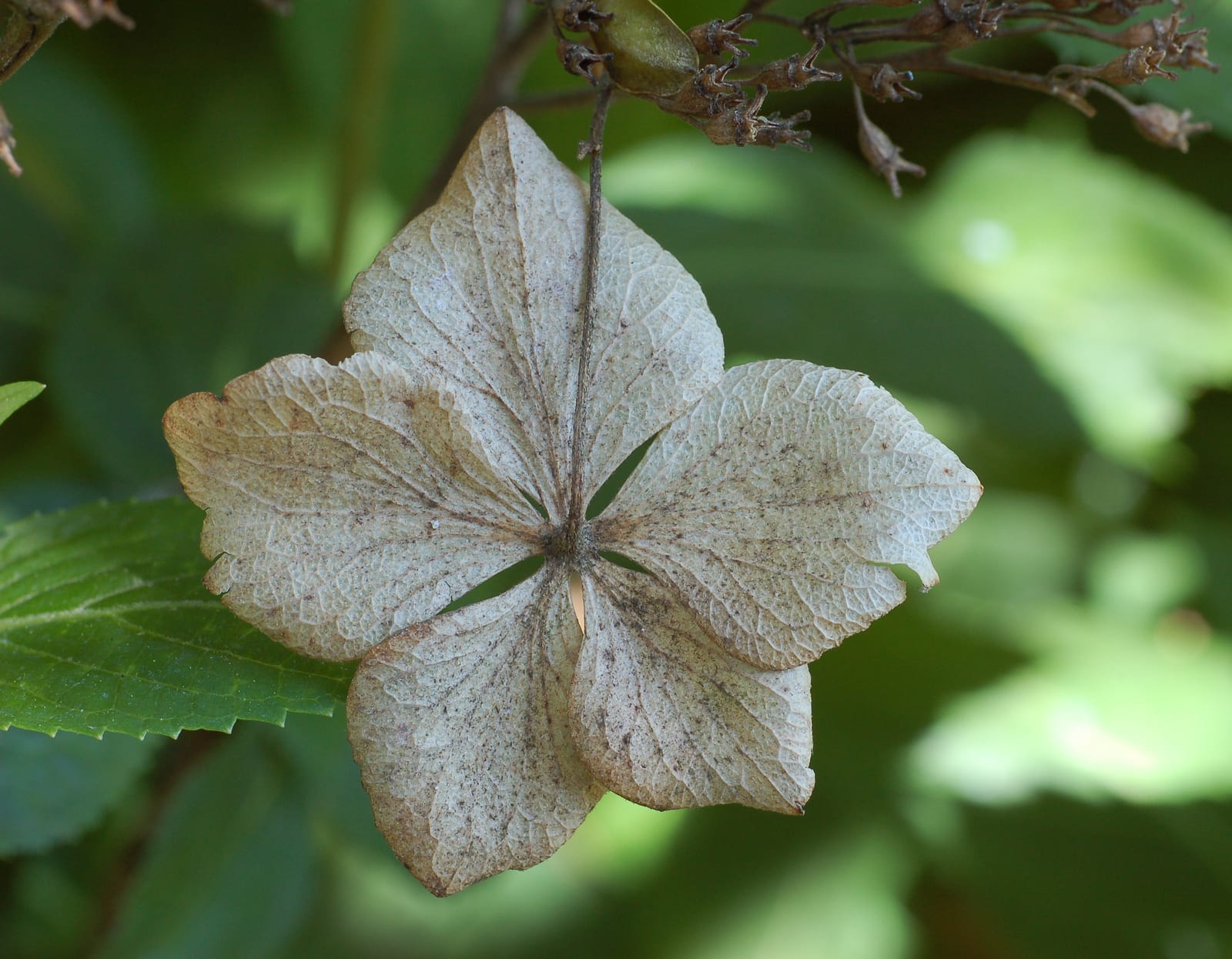 Hydrangea thumbnail 3