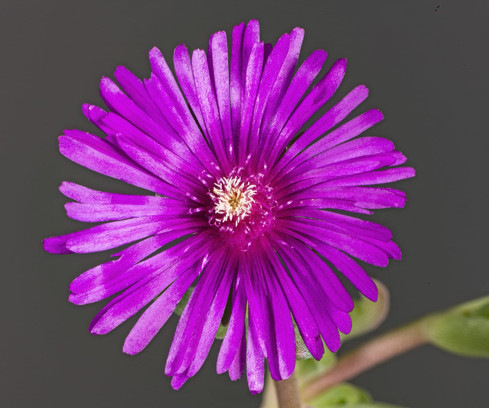 Ice Plant thumbnail 2