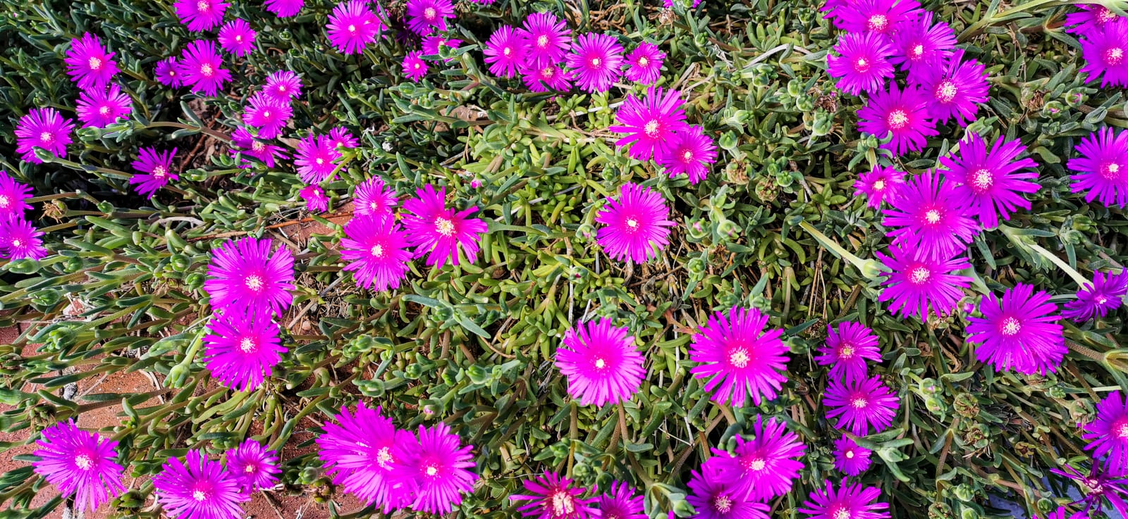 Ice Plant thumbnail 4
