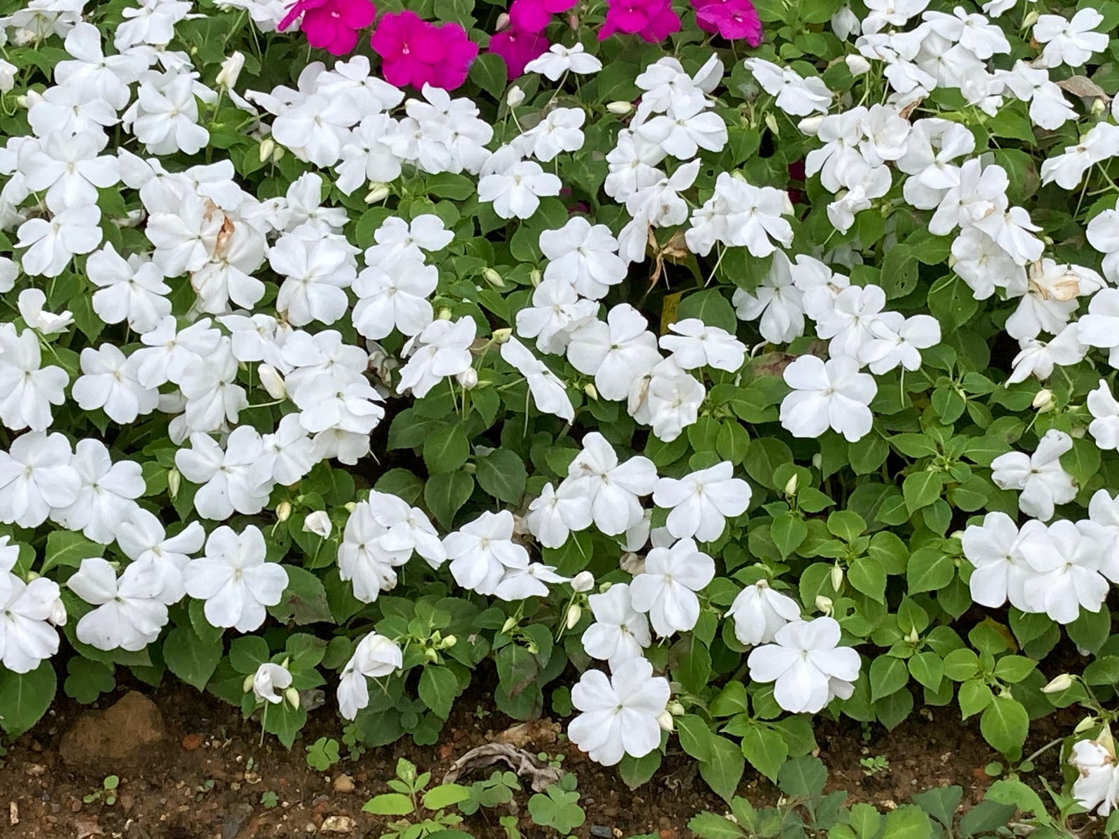 Impatiens