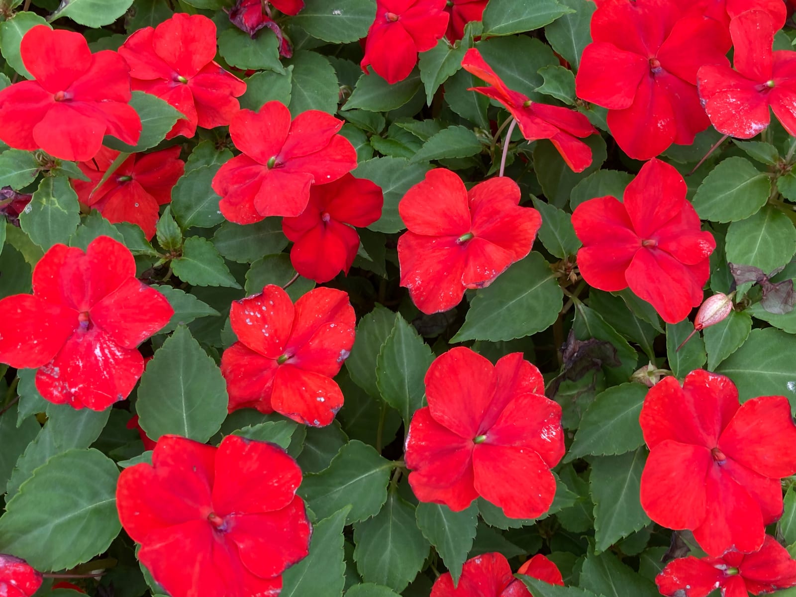 Impatiens thumbnail 2