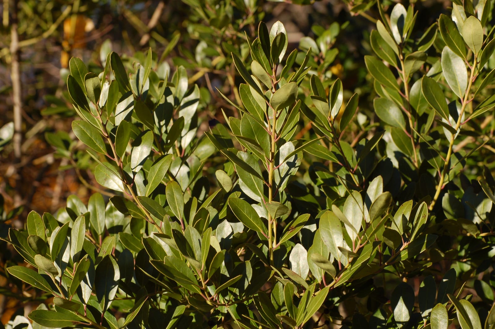 Inkberry Holly