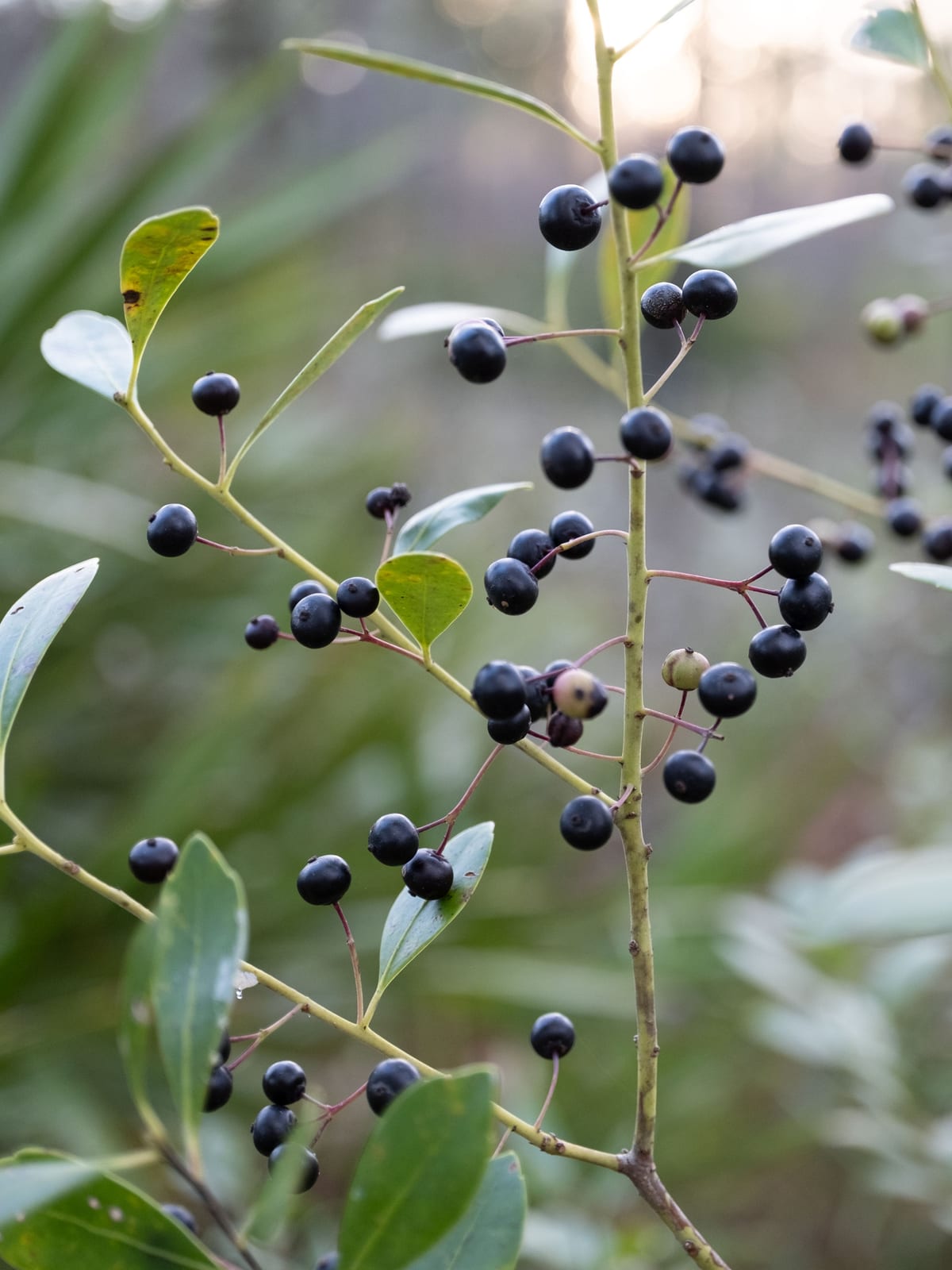 Inkberry Holly thumbnail 4