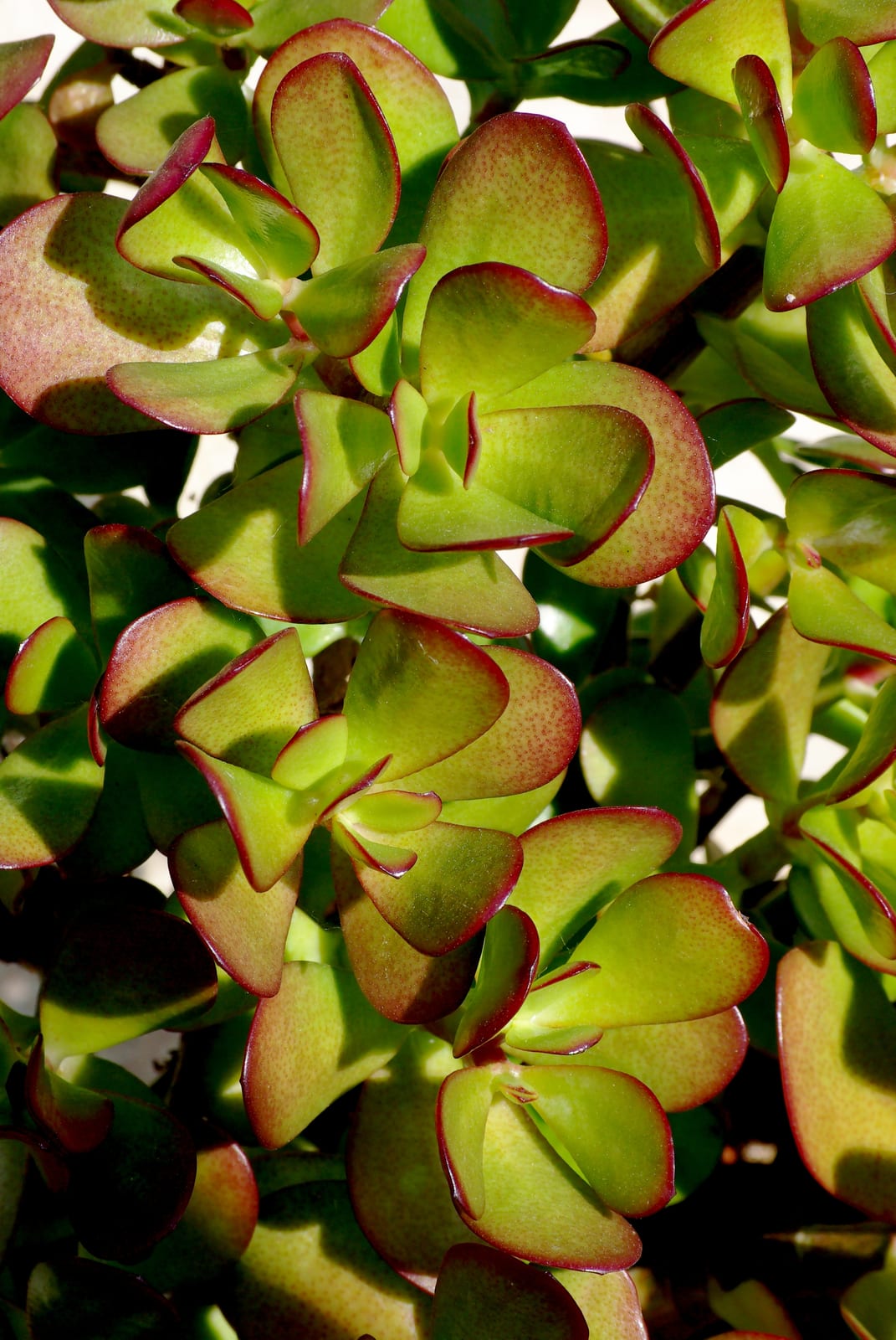 Jade Plant