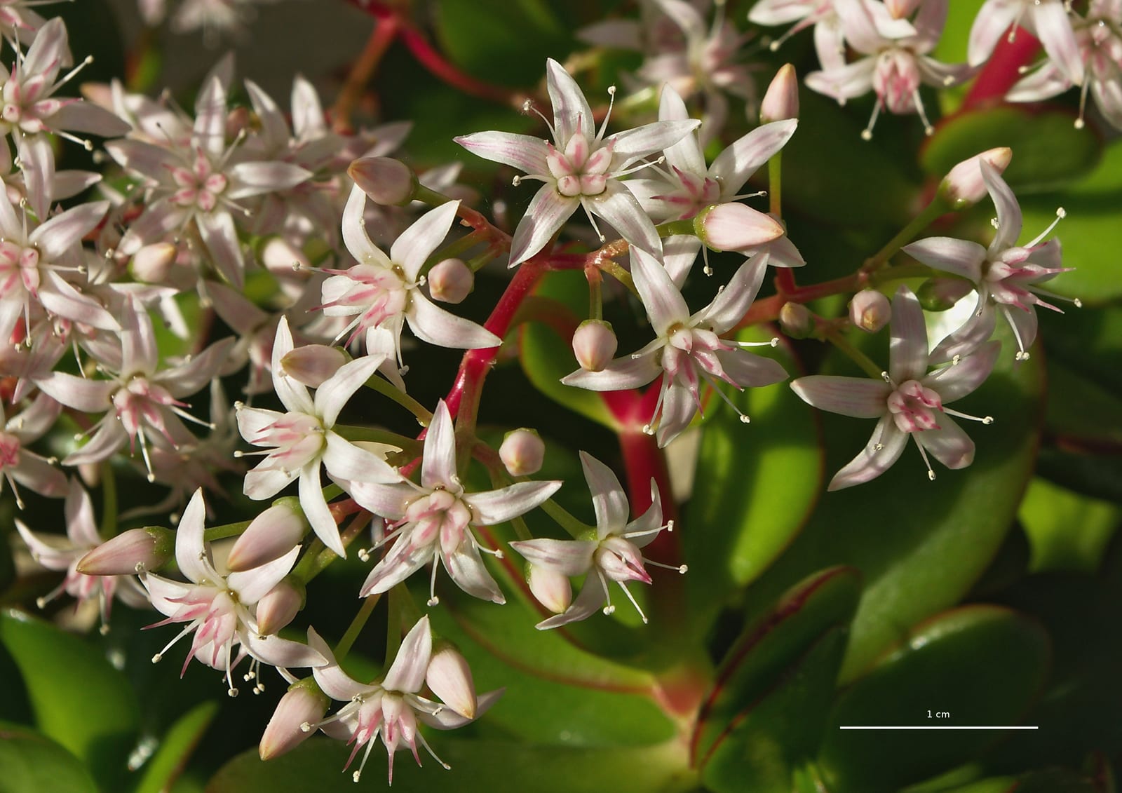 Jade Plant thumbnail 2