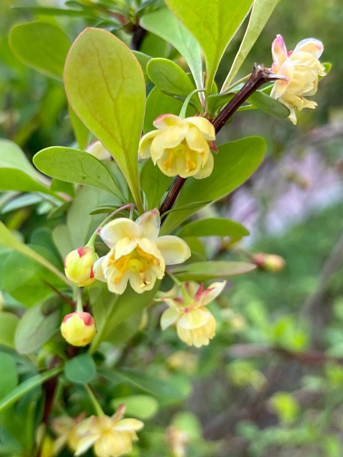 Japanese Barberry