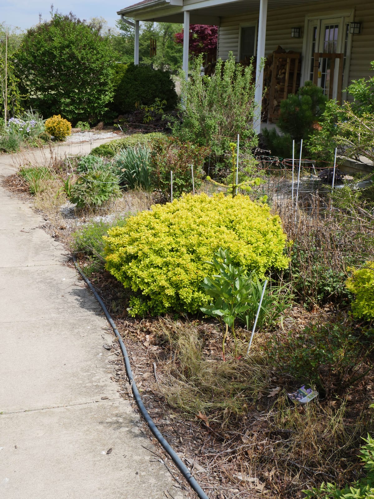 Japanese Barberry thumbnail 4