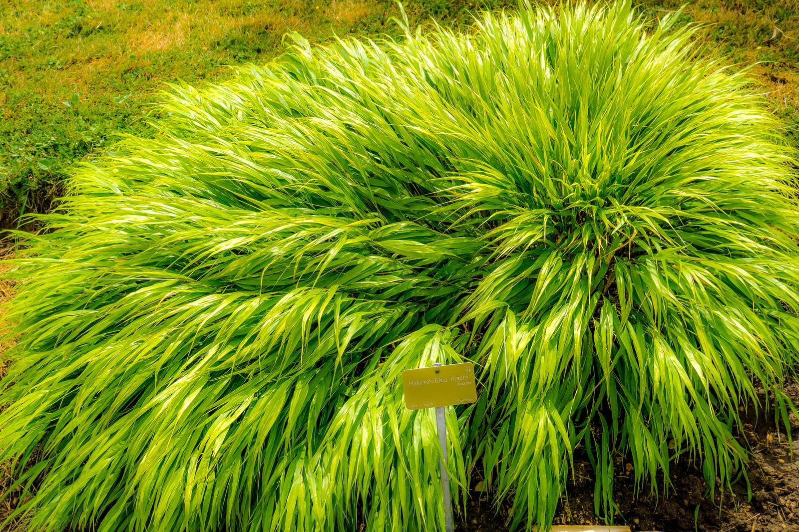 Japanese Forest Grass thumbnail 3