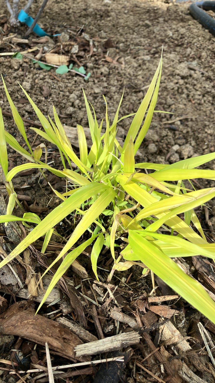 Japanese Forest Grass thumbnail 4