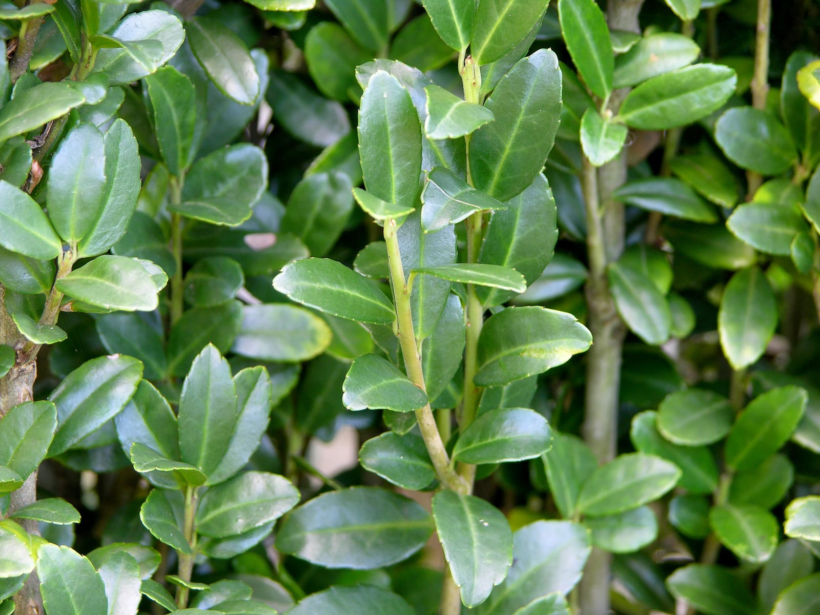 Japanese Holly