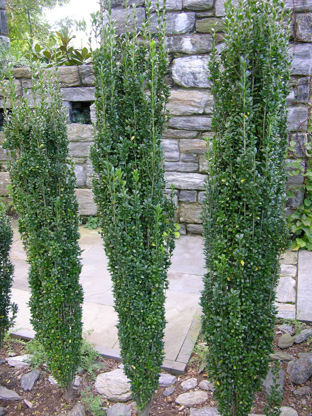 Japanese Holly thumbnail 2
