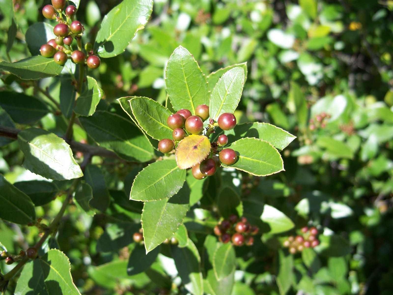 Japanese Holly thumbnail 3