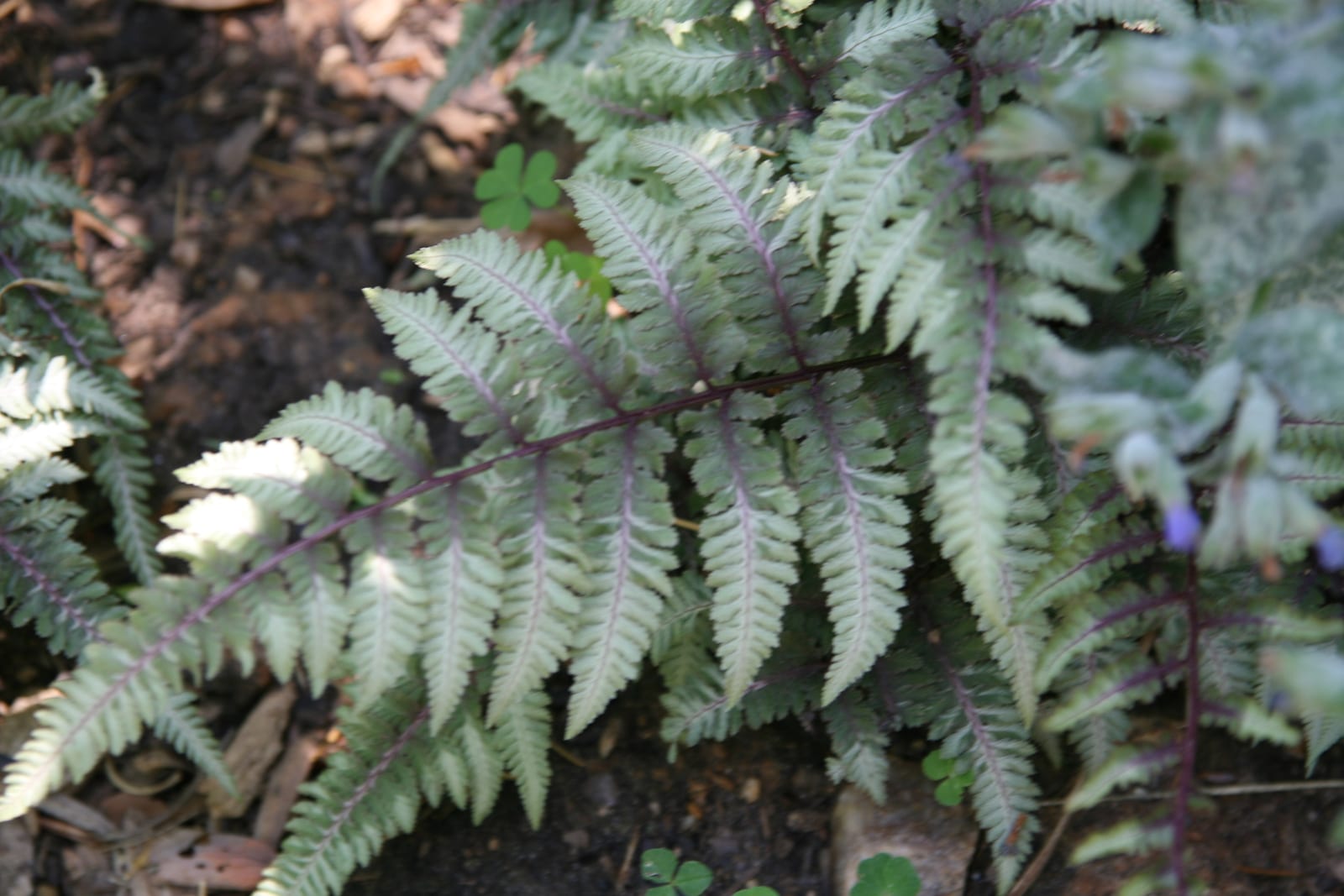 Japanese Painted Fern