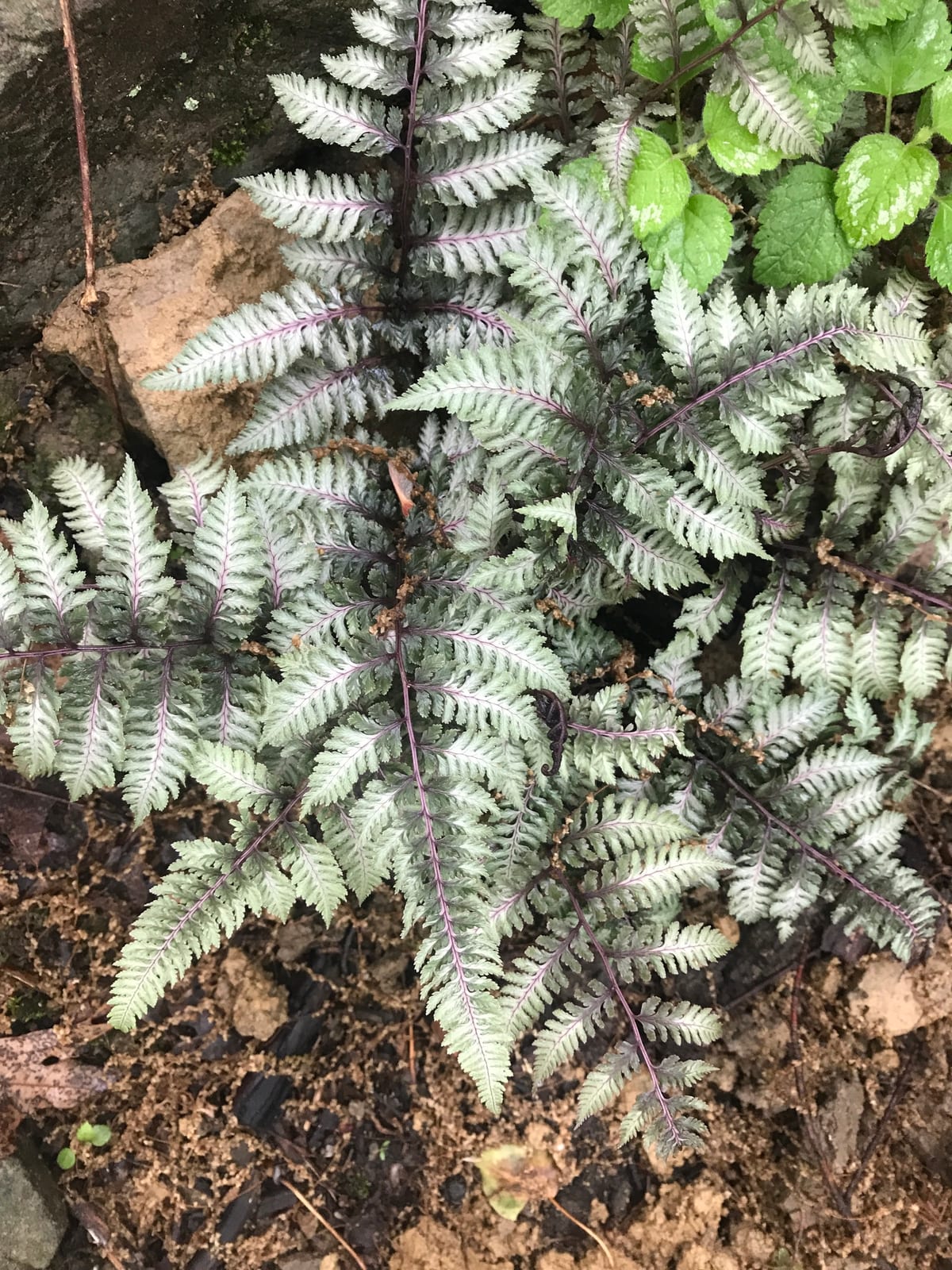 Japanese Painted Fern thumbnail 3