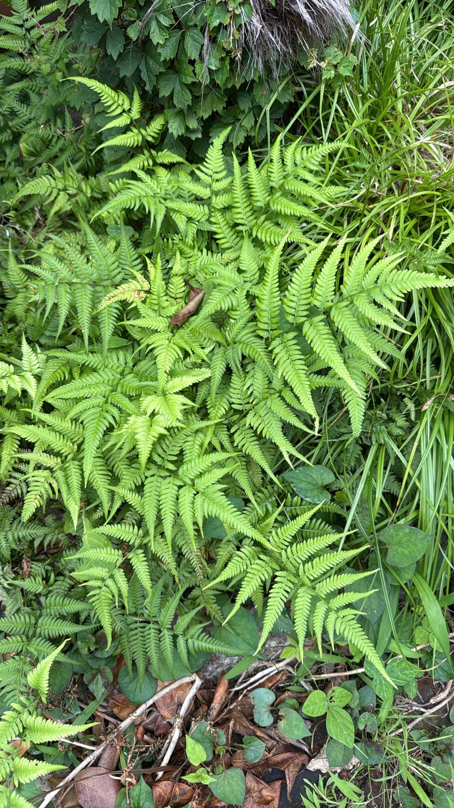 Japanese Painted Fern thumbnail 4
