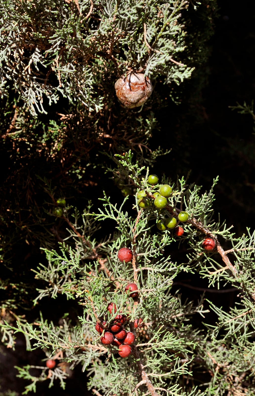 Juniper (Shrub Form) thumbnail 2