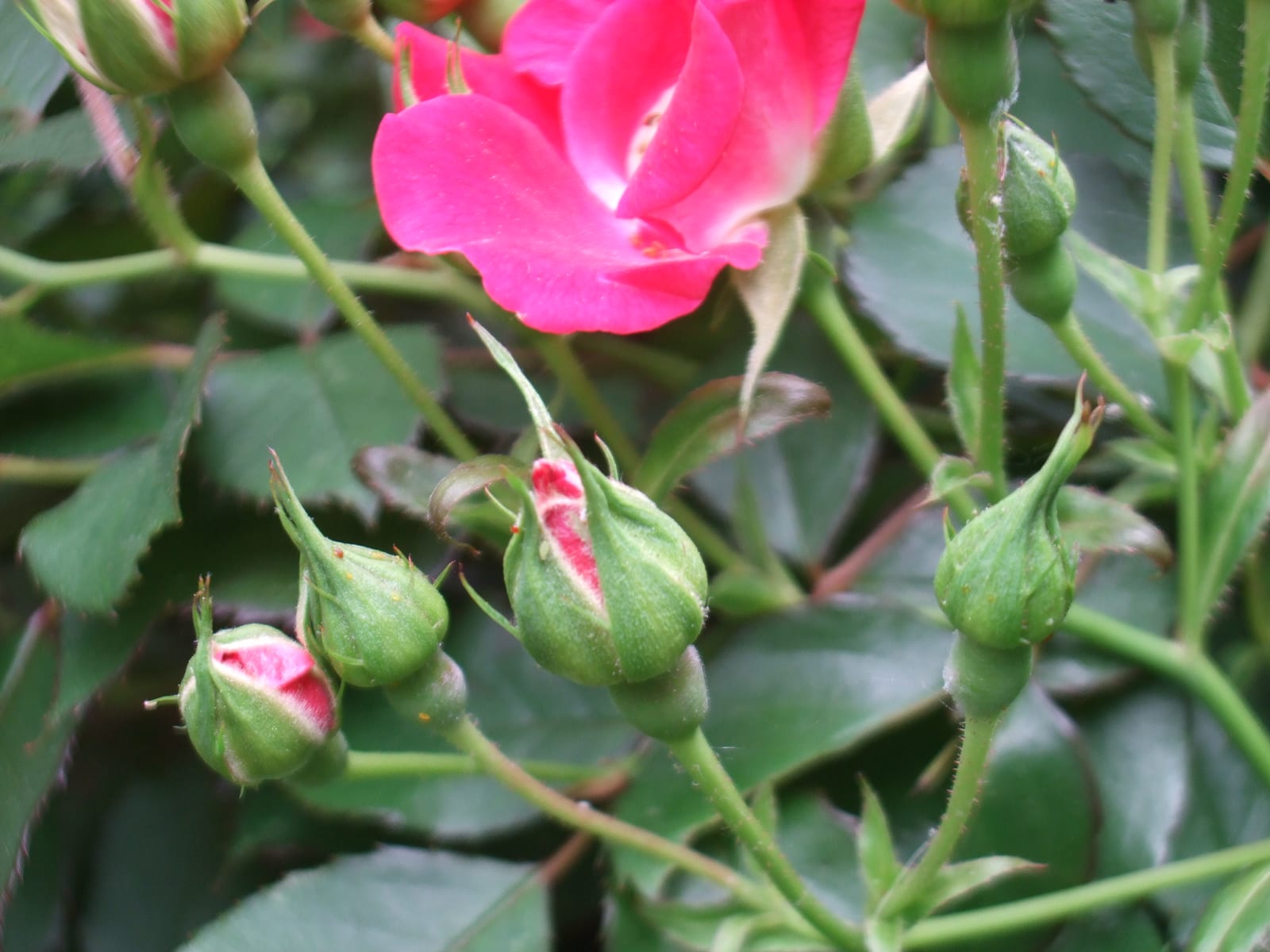 Knockout Rose