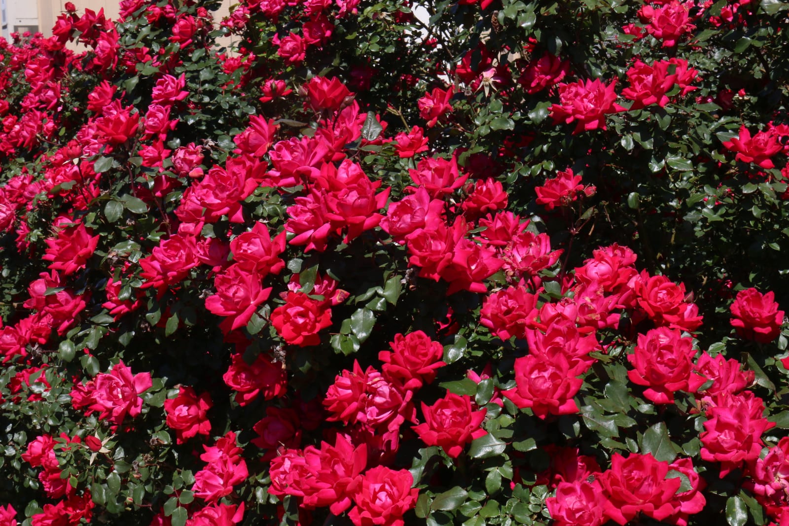 Knockout Rose thumbnail 3