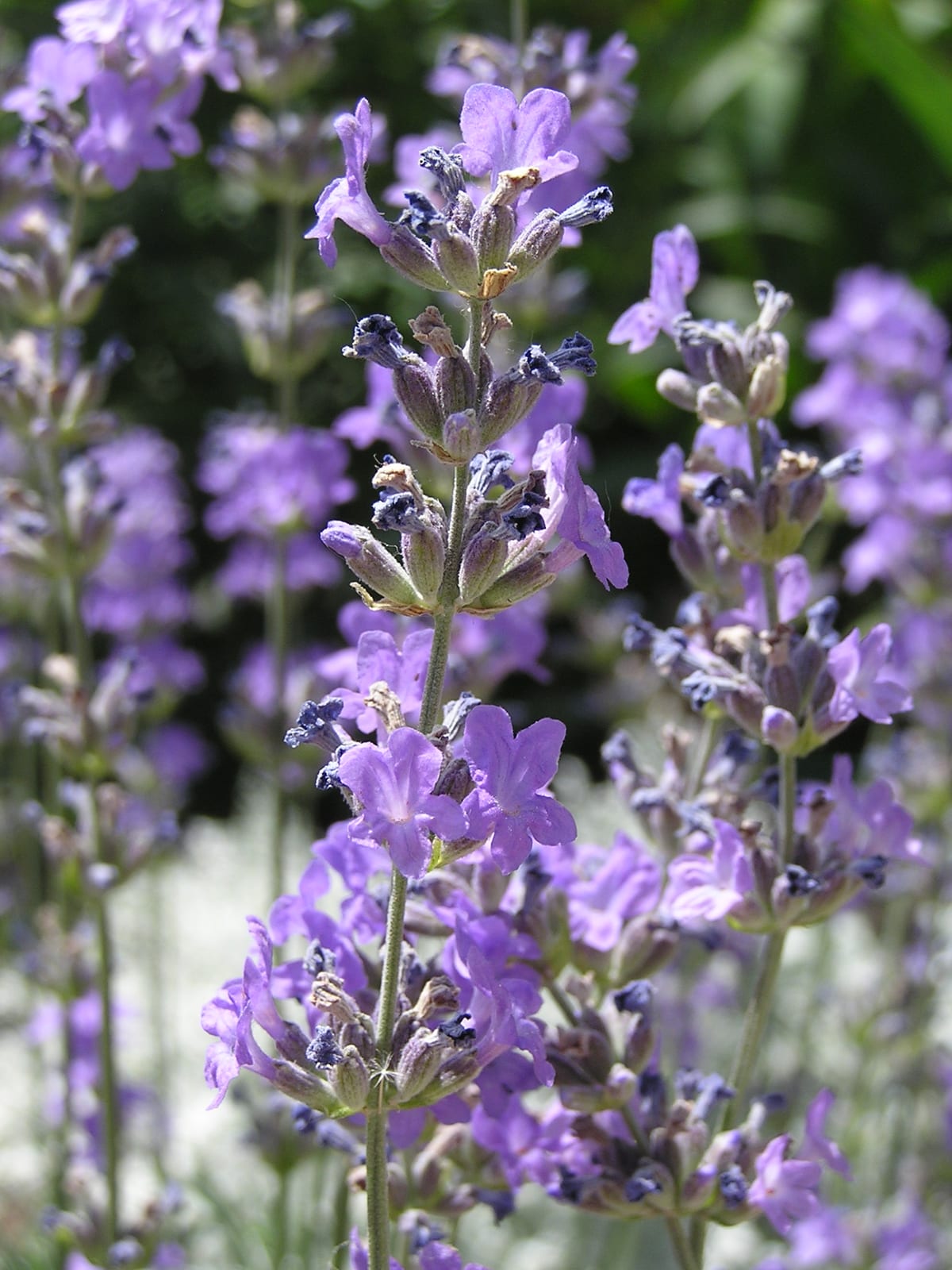 Lavender