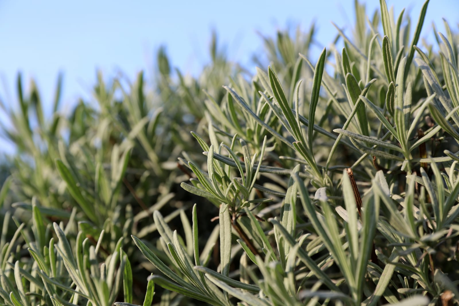 Lavender thumbnail 2