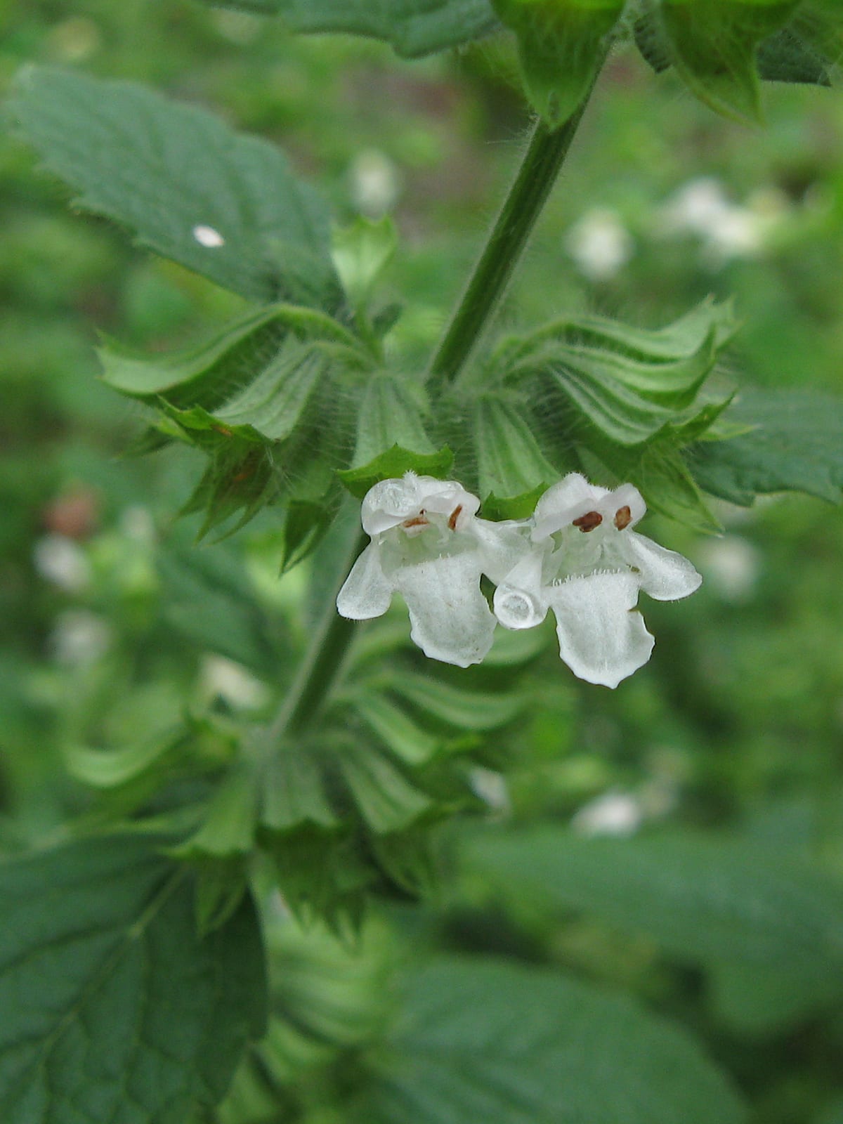 Lemon Balm thumbnail 3