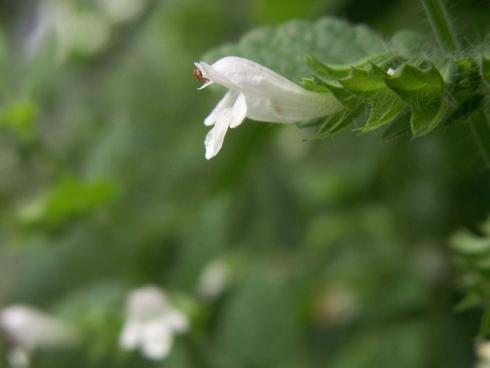 Lemon Balm thumbnail 4