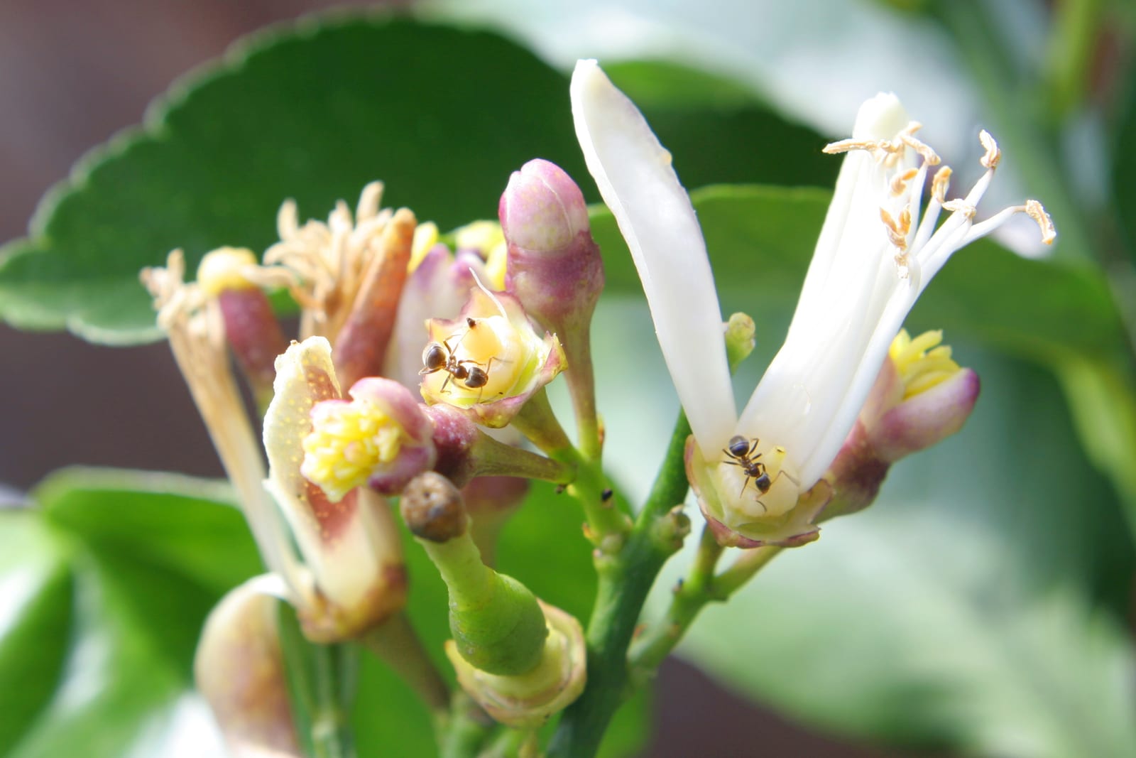 Lemon Tree