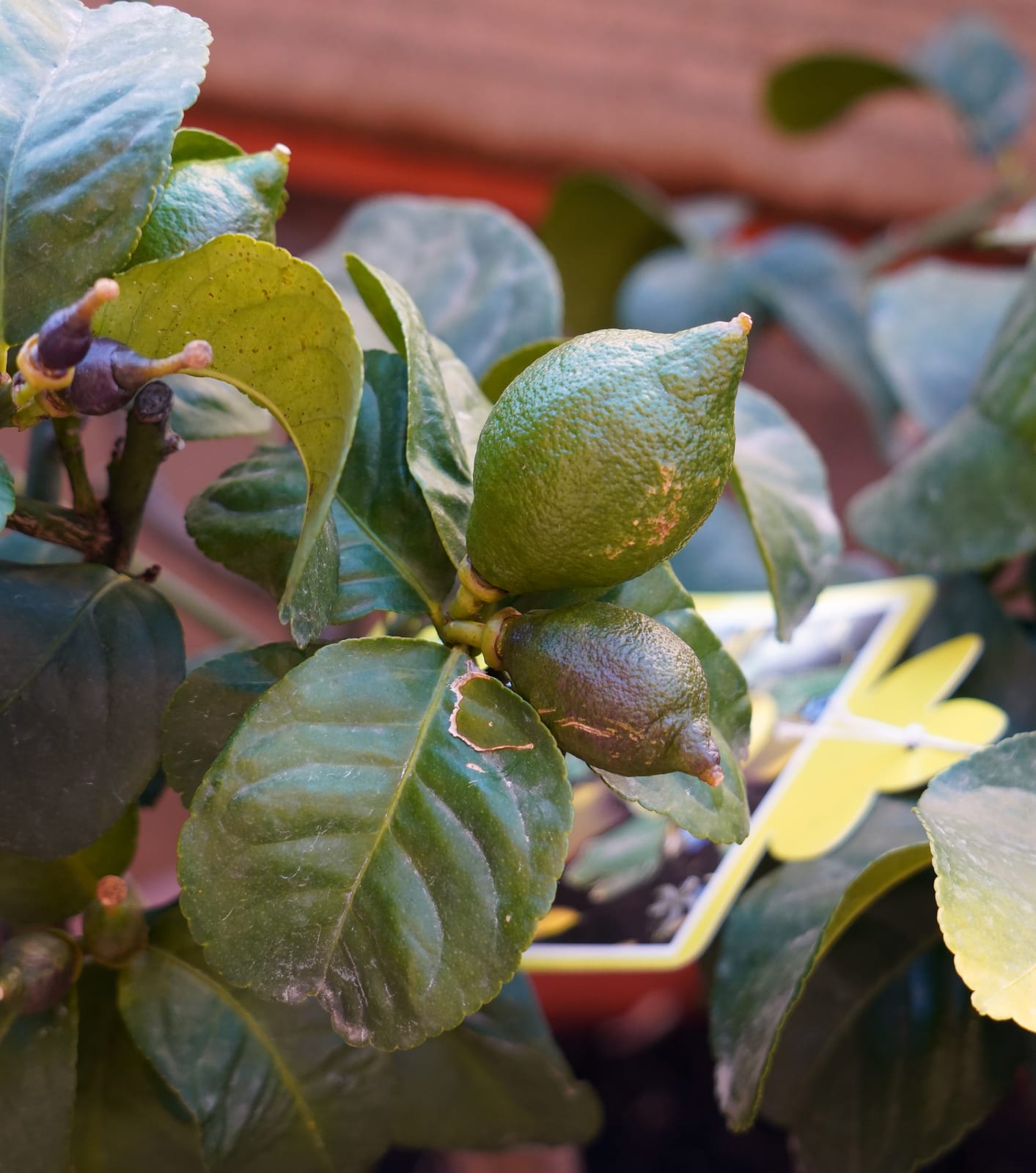 Lemon Tree thumbnail 2