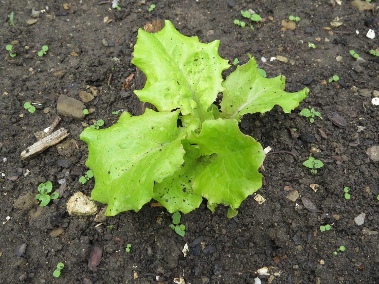 Lettuce
