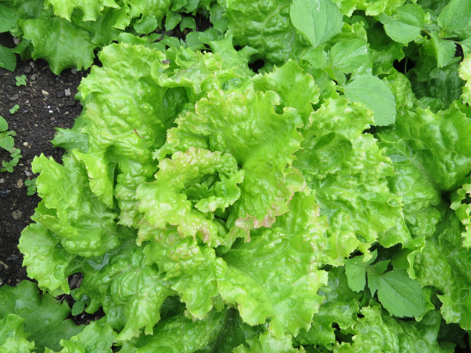 Lettuce thumbnail 2