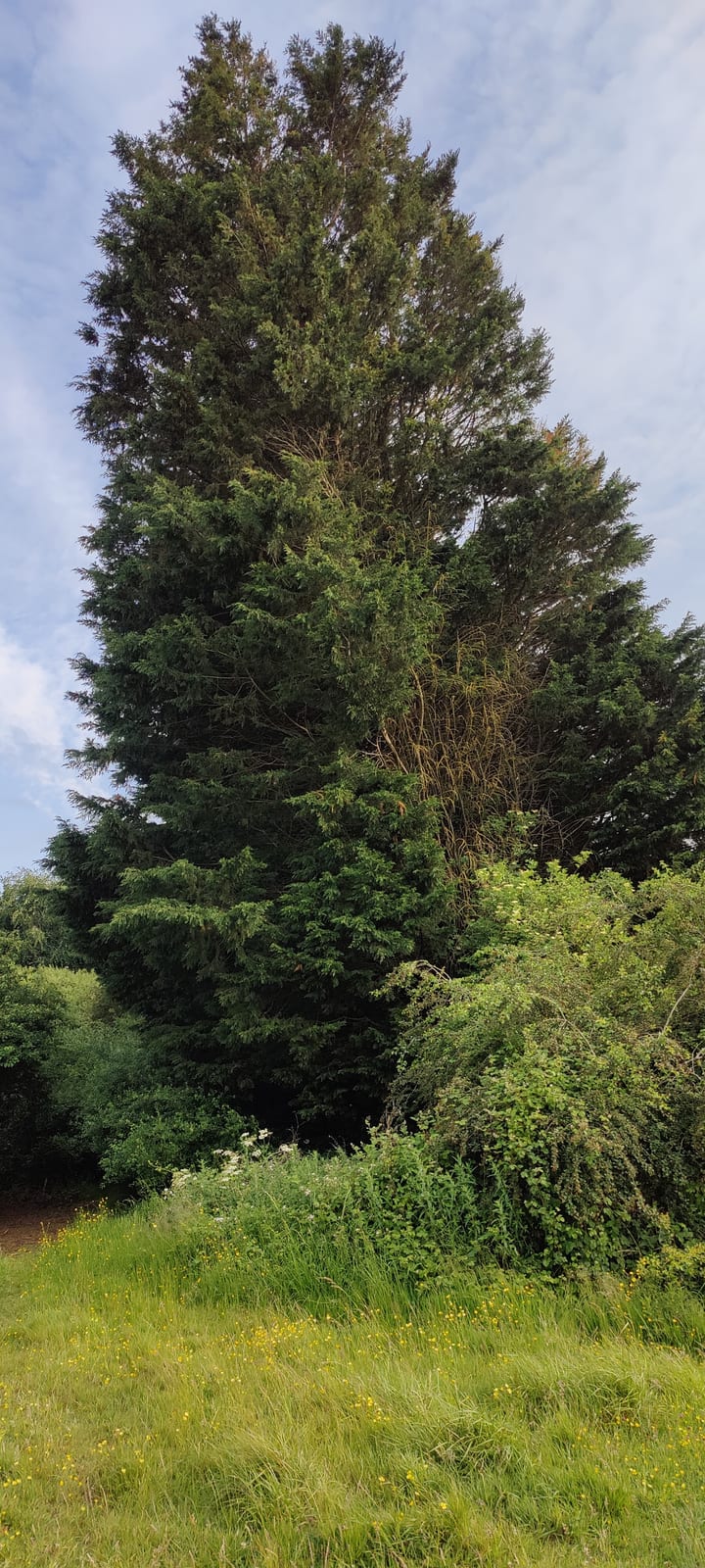 Leyland Cypress thumbnail 2