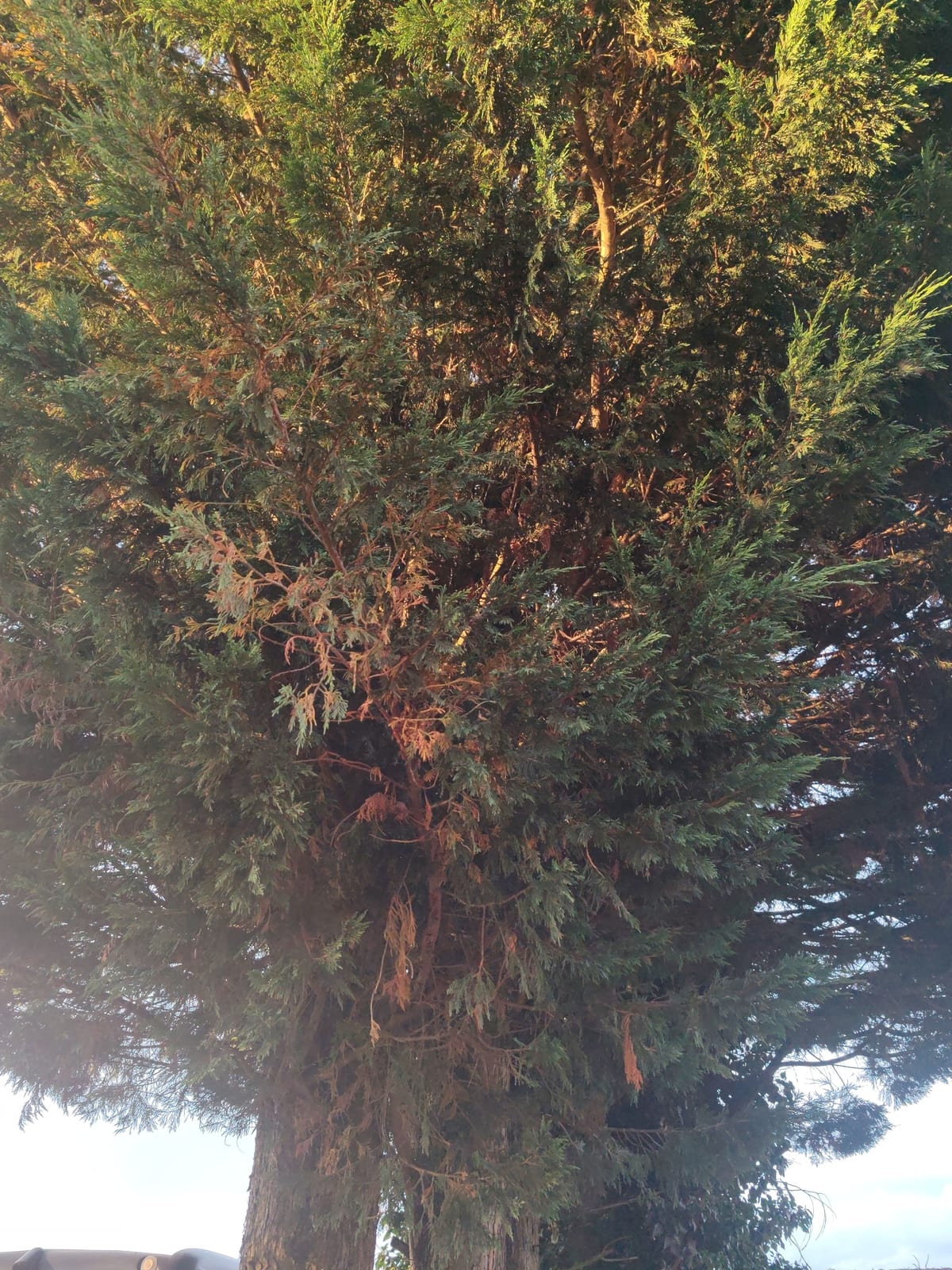Leyland Cypress thumbnail 4