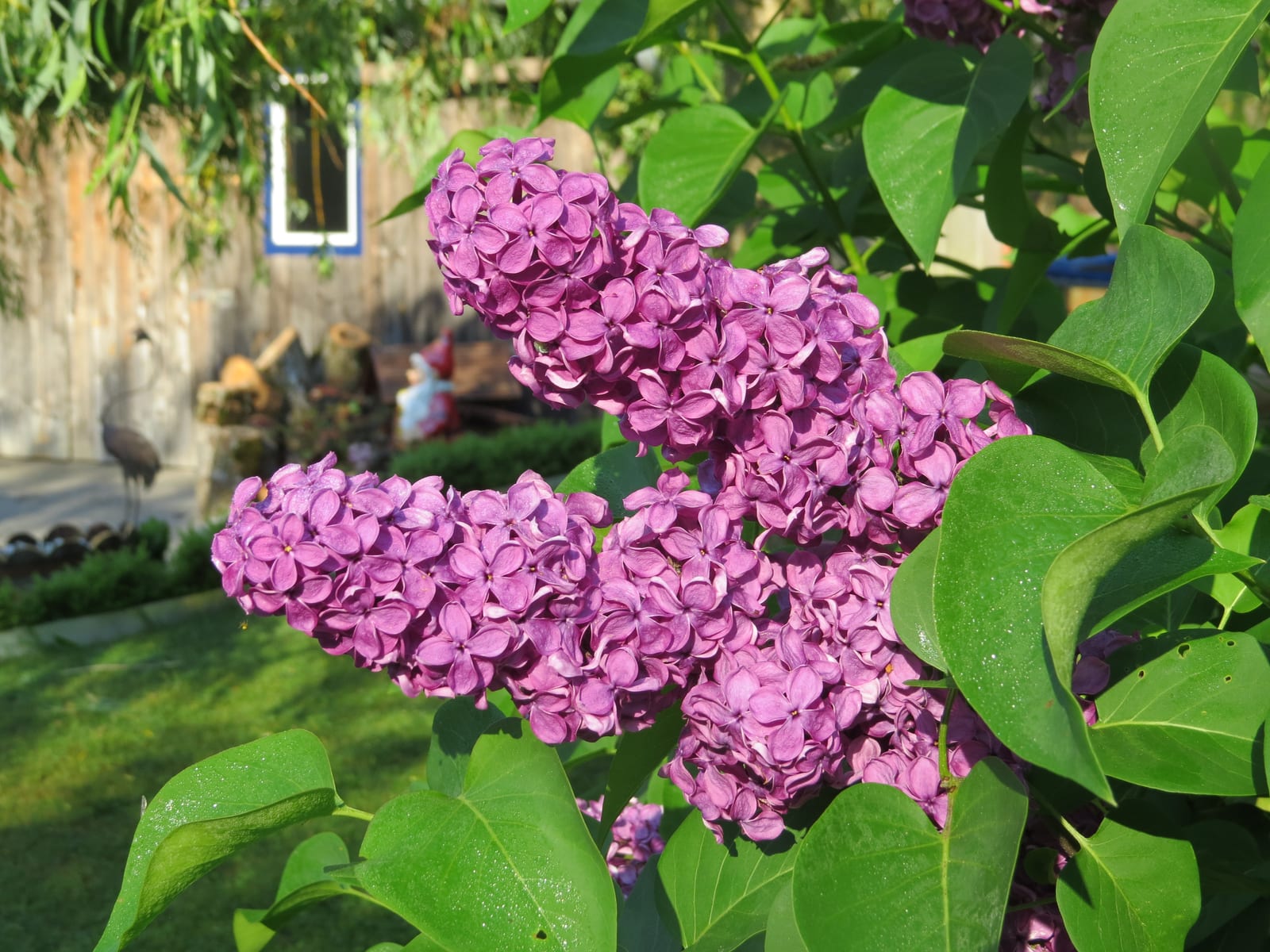 Lilac