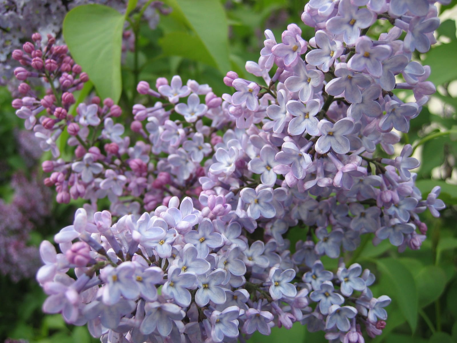 Lilac thumbnail 2