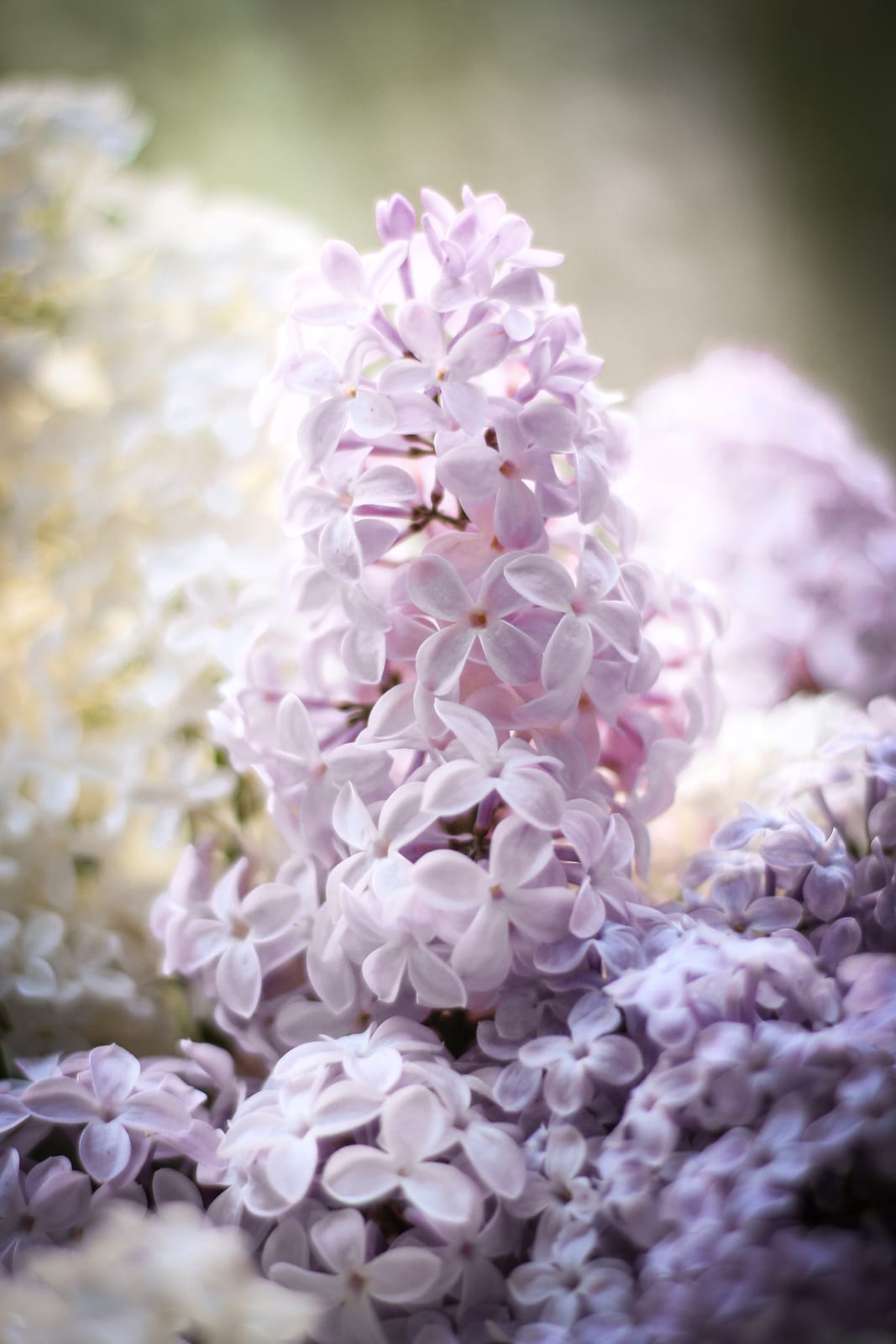 Lilac thumbnail 3