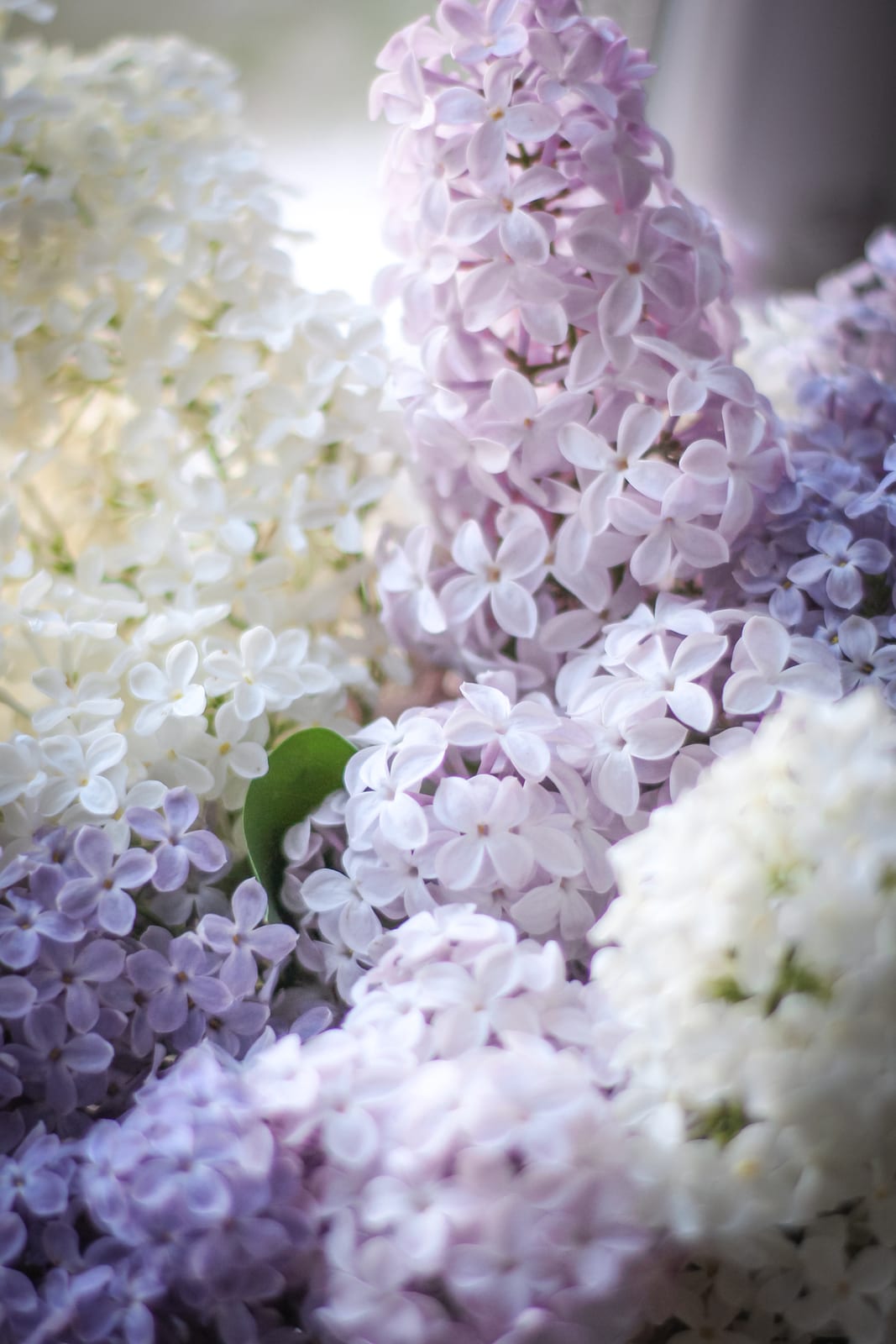 Lilac thumbnail 4