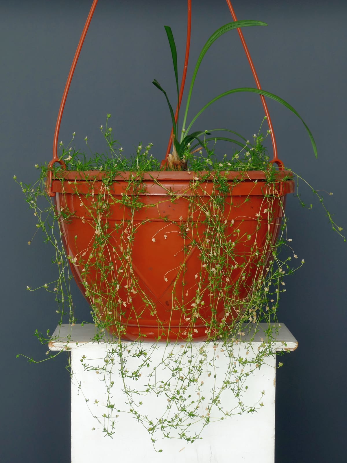 Liriope (Lily Turf) thumbnail 4