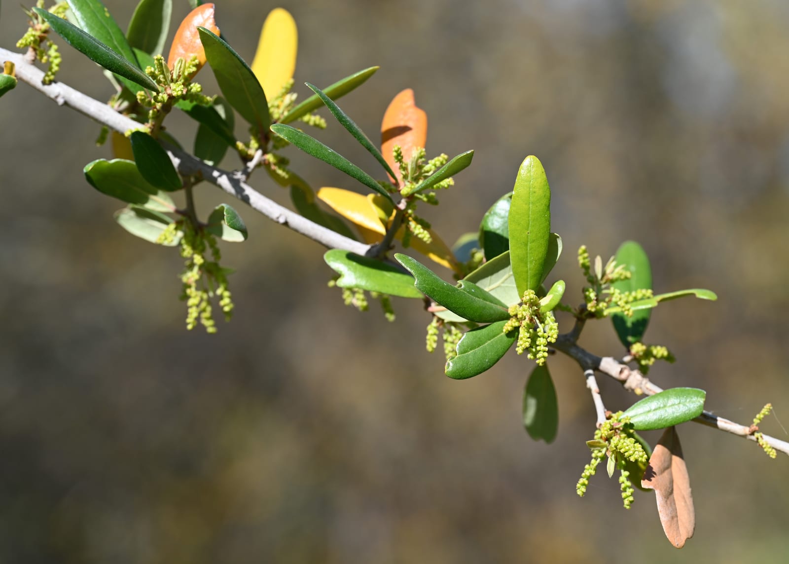 Live Oak thumbnail 2
