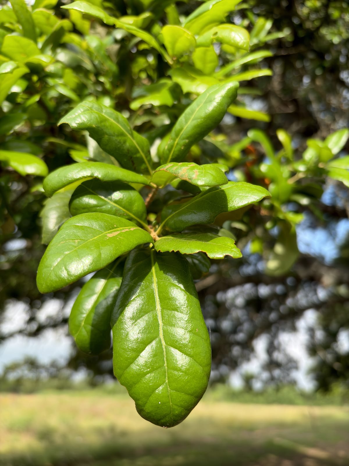 Live Oak thumbnail 4