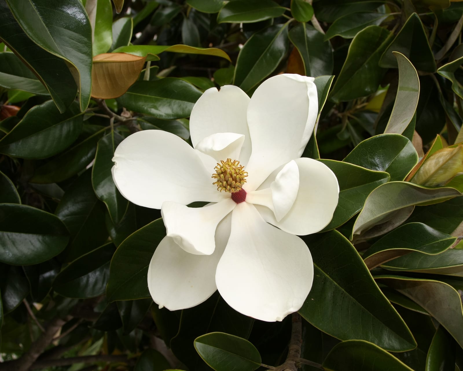 Magnolia thumbnail 2