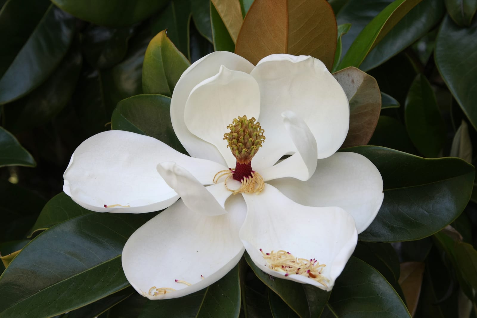 Magnolia thumbnail 3