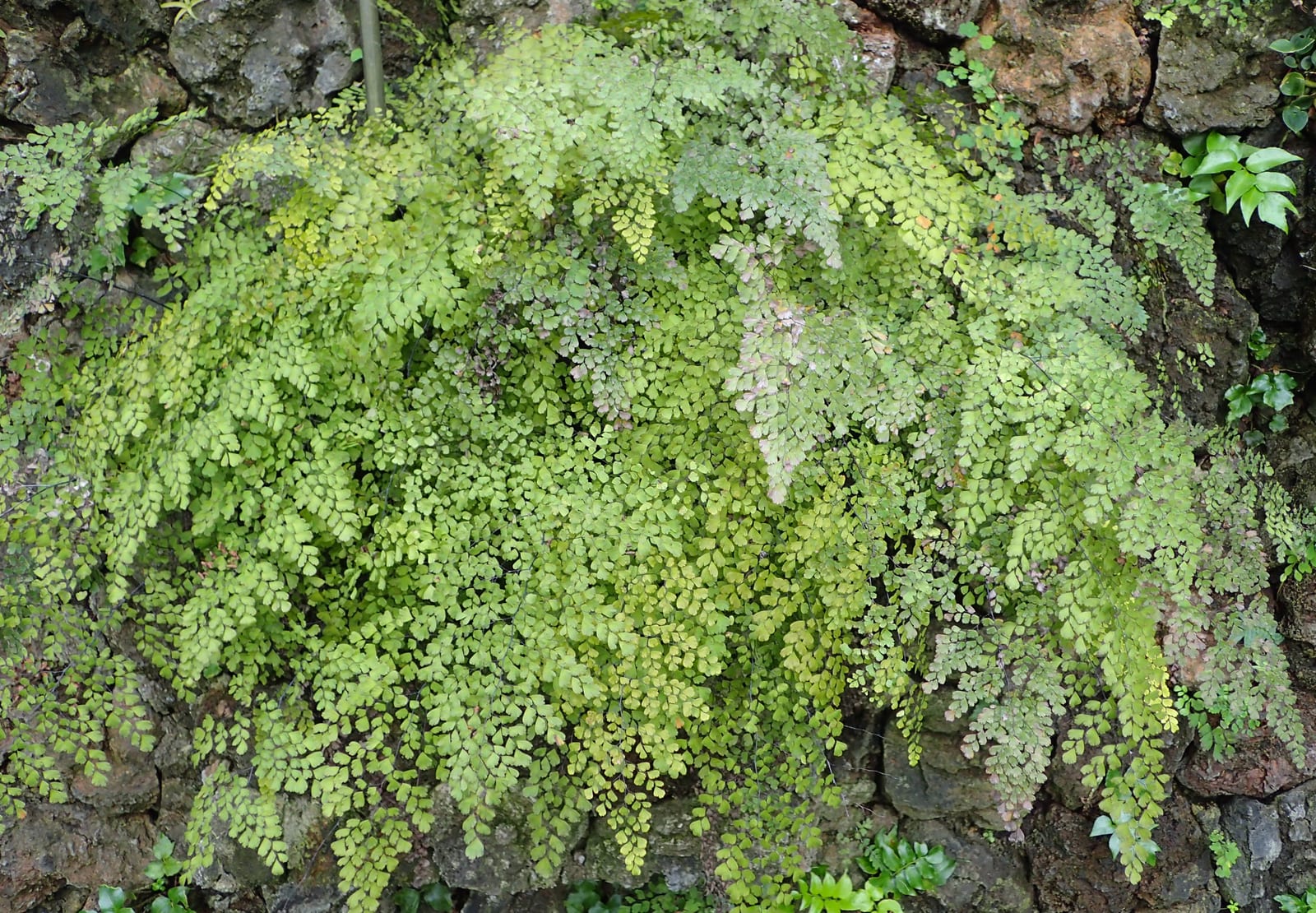 Maidenhair Fern