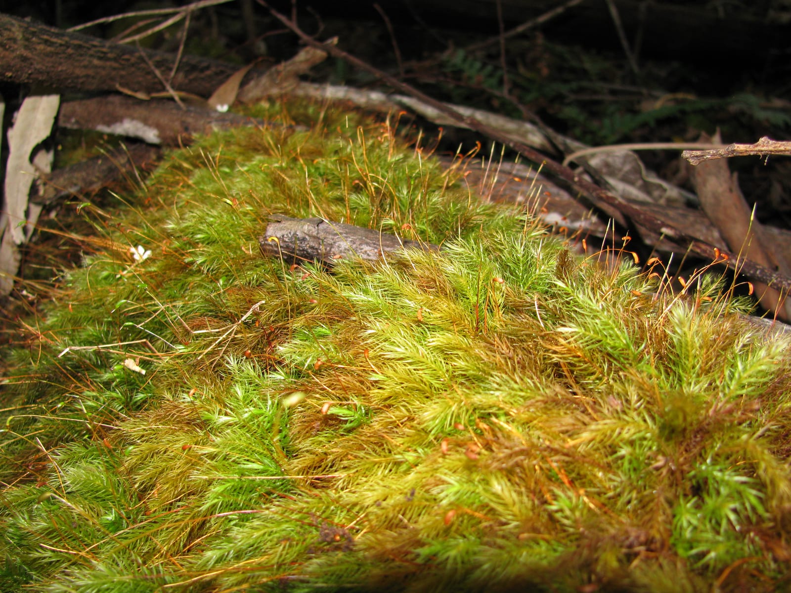 Maidenhair Fern thumbnail 4