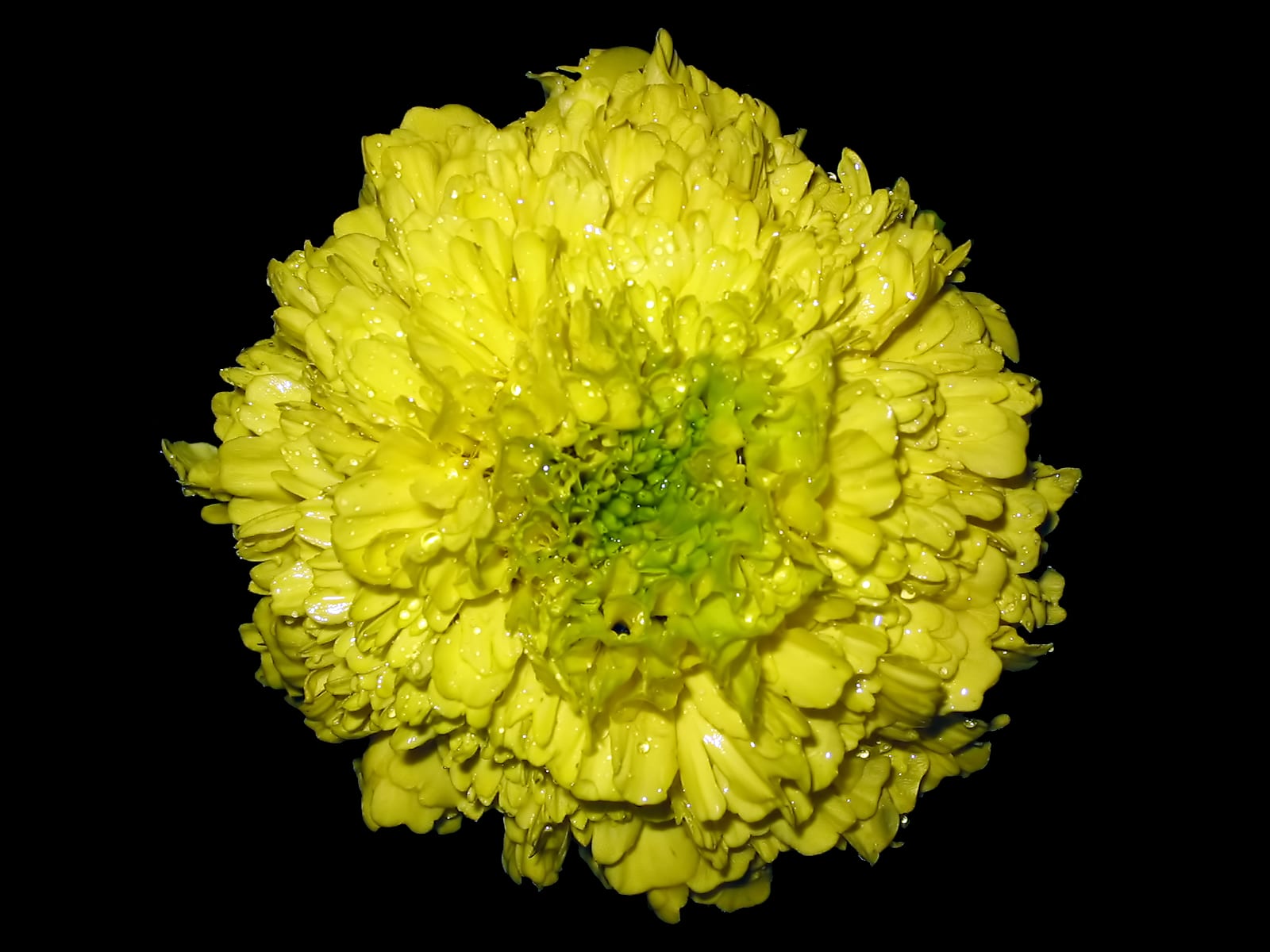 Marigold